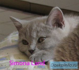 Продаются британские котята шоколадного окраса
