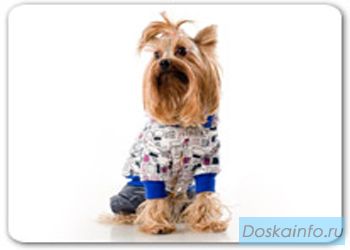 Одежда для собак Life dog
