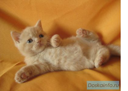 Хотите купить британского котенка? Питомник Ольги Барсуковой