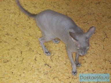 Сфинкс кошечка в хорошие руки