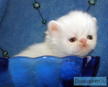 Персики и экзотики