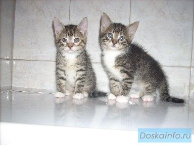 Котята в дар