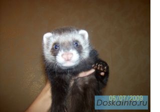 Продаются хорьки