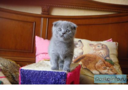 Лиловые и голубые котята-плюшевые медвежата