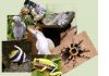 Экзотические животные и вальеры