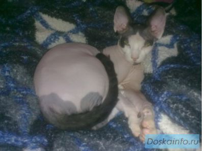 Продаю котенка породы Канадский сфинкс
