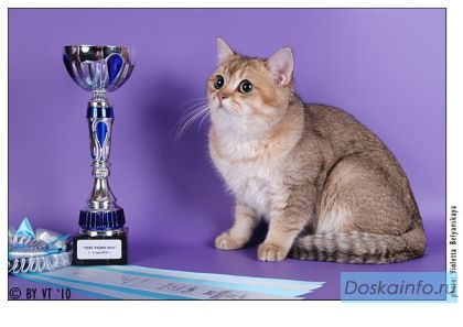 Британские котята эксклюзивных окрасов
