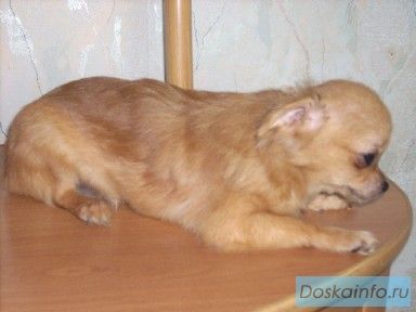 Щенки чихуахуа недорого