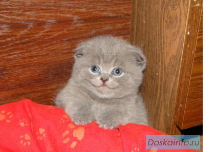 Британские вислоухие котята