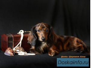 Длинношерстная кроличья такса