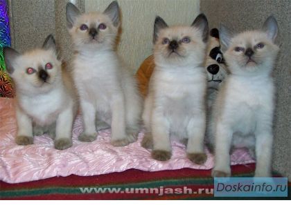 Продаются 3 тайских мальчика сил-пойнт. Москва