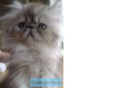 Питомник кошек ЗОЛОТО ИНКОВ продает котят
