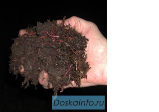 Биогумус и жидкие подкормки для любых растений, калифорнийские черви 