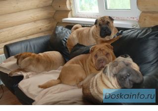 Гостиница для собак мелких пород и шарпеев