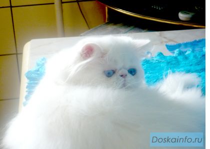 Персидские элитные котята