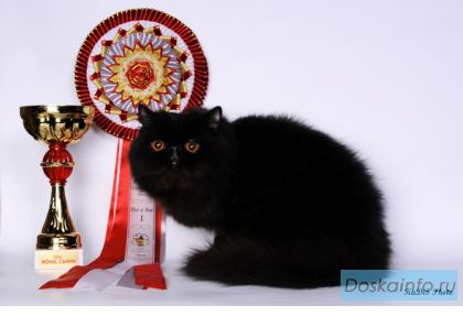 Котик перс на вязку
