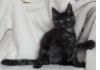 Котята мэйн-кун