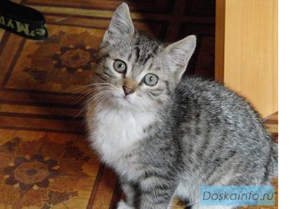 Отдам  в хорошие руки симпатичного доброго котенка