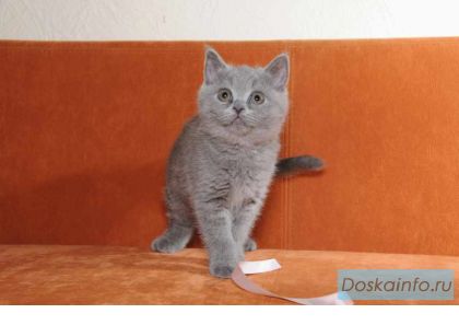 Британские и шотландские котята голубого окраса