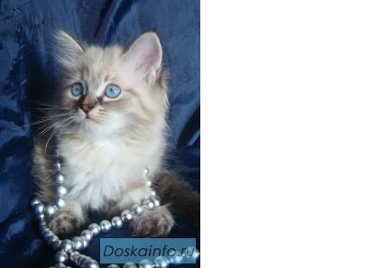 Сибирские невские маскарадные котята