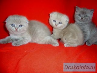 Котята плюшевые фолд. страйт. 