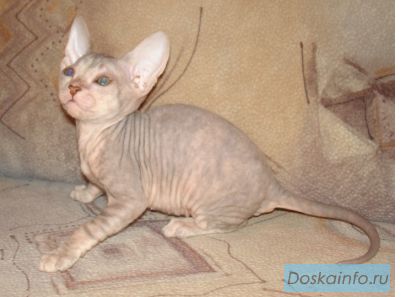 Клубные котята Донского сфинкса 