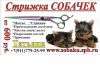 Стрижка собак от 600руб! ПОМЫТОЙ Собачке, СКИДКА 100 руб., на дому или выезд(все районы)