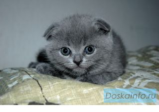 Продаются шотландские вислоухие и страйт котята