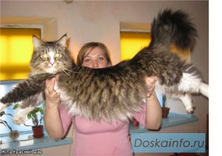 Котята Мейн Кун
