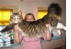 Котята Мейн Кун