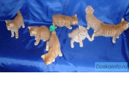 Предлагаем котят Курильского бобтейла.
