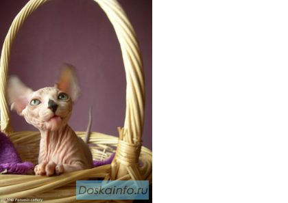Канадский сфинкс котята. 