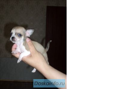 Продаются щенки чихуахуа 