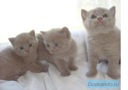 Шотландские котята от титулованных родителей.