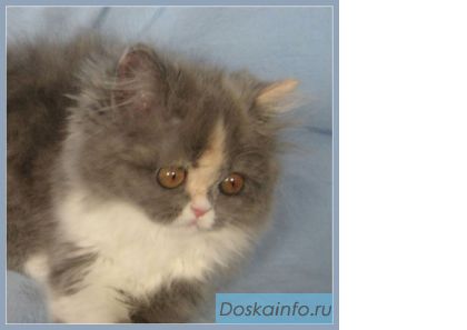 Персидский котенок                