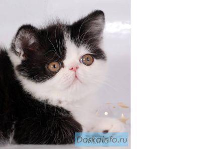 Экзотический короткошерстный котик    