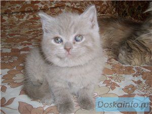 Британчики и вислоушки