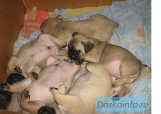 Mопсы