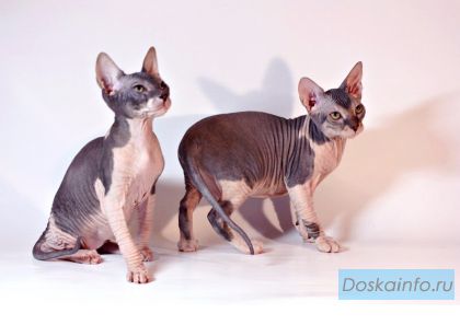 Котята донского сфинкса