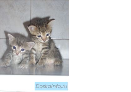 Русско- голубые и европейские котята в дар