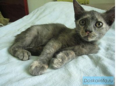 Отдам котенка в хорошие руки