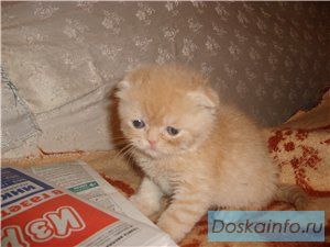 Британские котята разного окраса