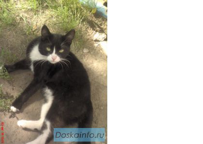 Милый котик
