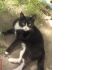 Милый котик