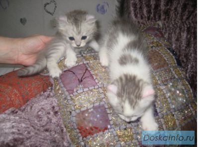 Американский керл котята