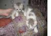 Американский керл котята