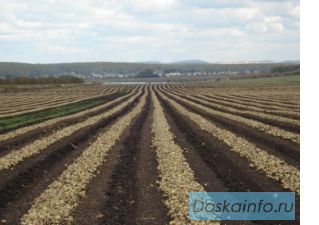Продажа земель сельхоз назначения в Ростовской области