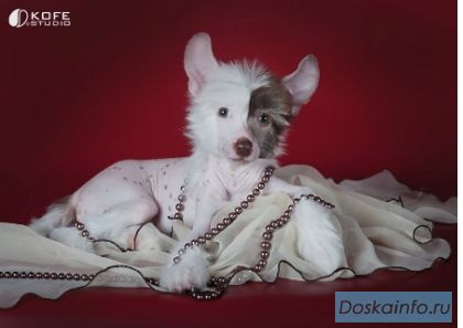 Китайская хохлатая щенки девочки голышки