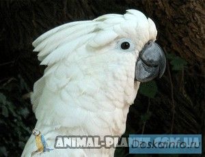 Какаду белохохлый или какаду Альба – ручные птенцы