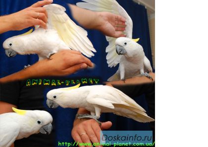 Какаду желтохохлый Cacatua galerita triton - полностью ручные птенцы, выкормыши